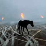 Animals von Steve McCurry