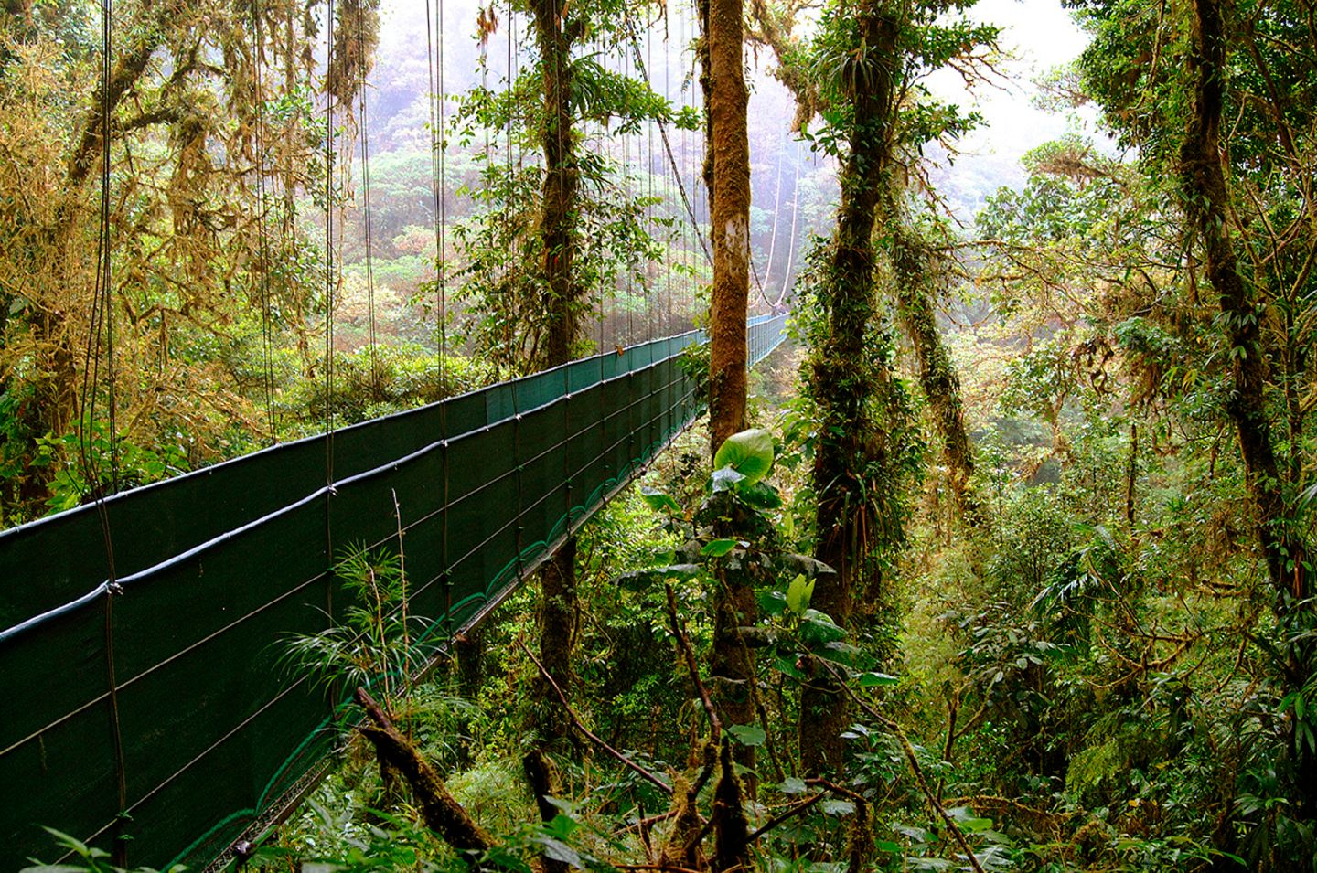 Monteverde Cloud Forest, Costa Rica
