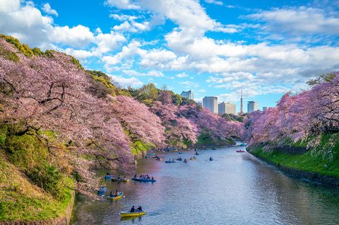 Kirschblüten in Tokio