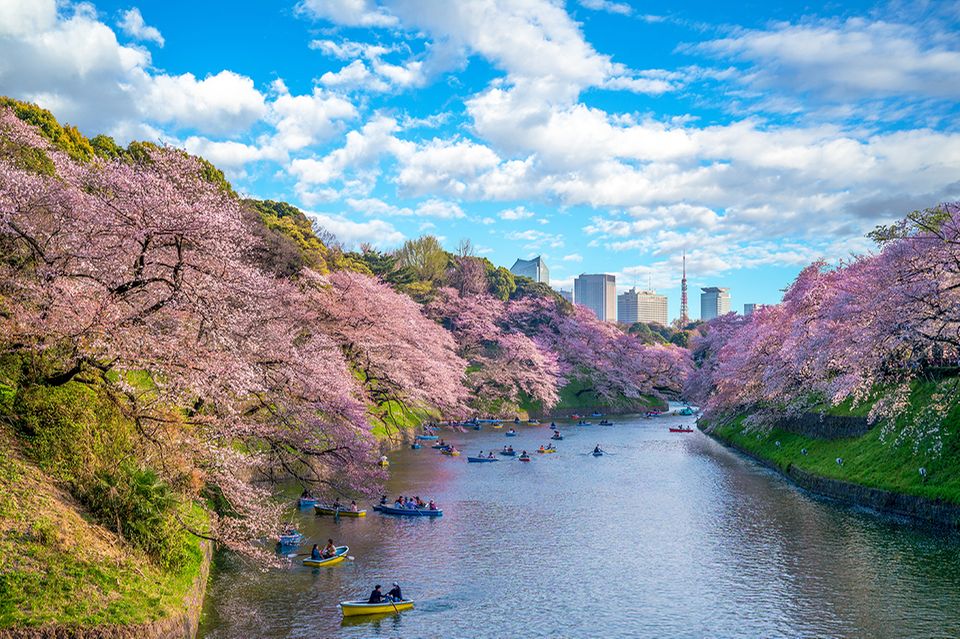 Kirschblüten in Tokio  1.4971