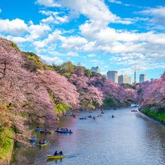 Kirschblüten in Tokio