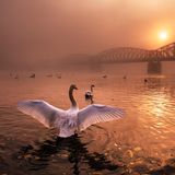 Peter  Cech / NPOTY 2019