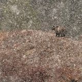 Stefano Quirini / NPOTY 2019