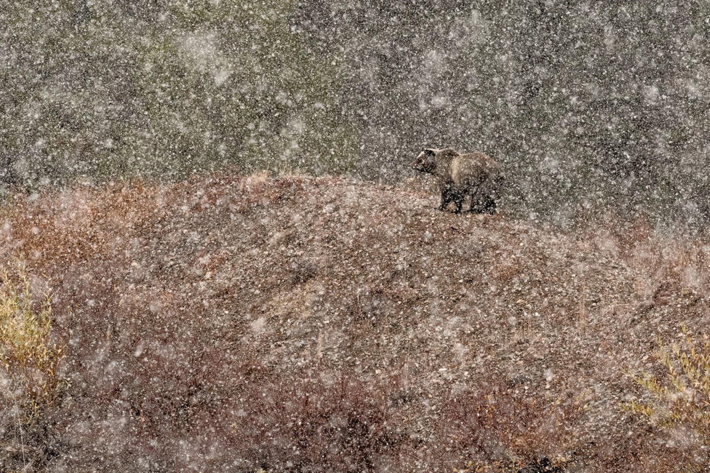 Stefano Quirini / NPOTY 2019