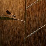 Norbert Kaszás / NPOTY 2019