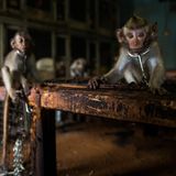 Luke Massey / NPOTY 2019