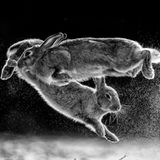 Csaba Daroczi / NPOTY 2019