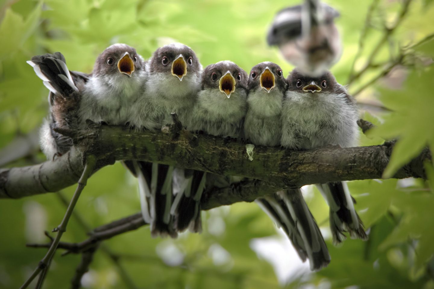 Giacomo Redaelli / NPOTY 2019