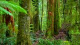 Tarkine