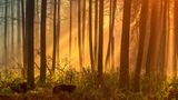 Lüneburger Heide