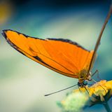 Schmetterling Krefeld