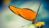 Schmetterling Krefeld