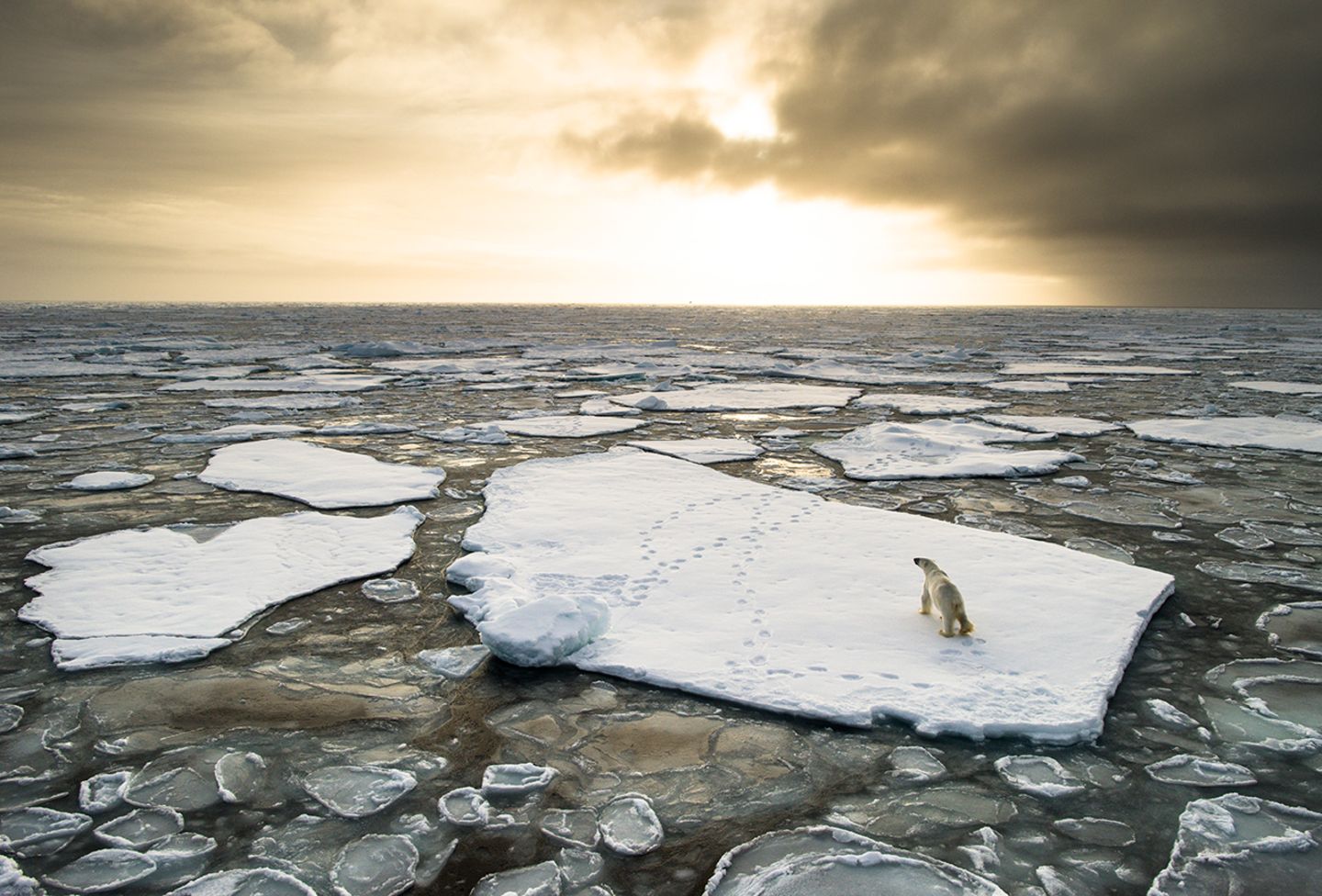 Eisbär auf Eischolle