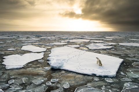 Eisbär auf Eischolle