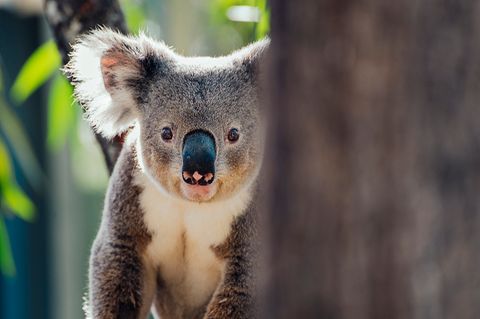 Koala in Australien