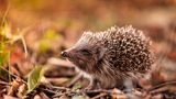 Igel
