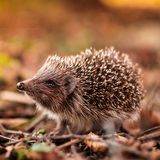 Igel