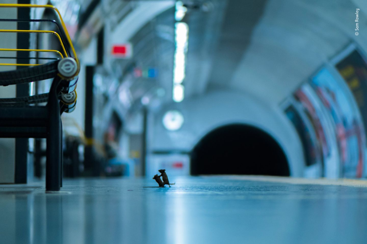 © Sam Rowley / Wildlife Photographer of the Year © Sam Rowley / Wildlife Photographer of the Year