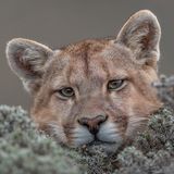 © Ingo Ardnt / Wildlife Photographer of the Year