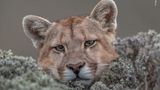 © Ingo Ardnt / Wildlife Photographer of the Year
