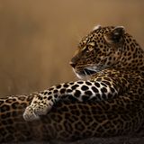 © Clement Mwangi - Wildlife Photographer of the Year