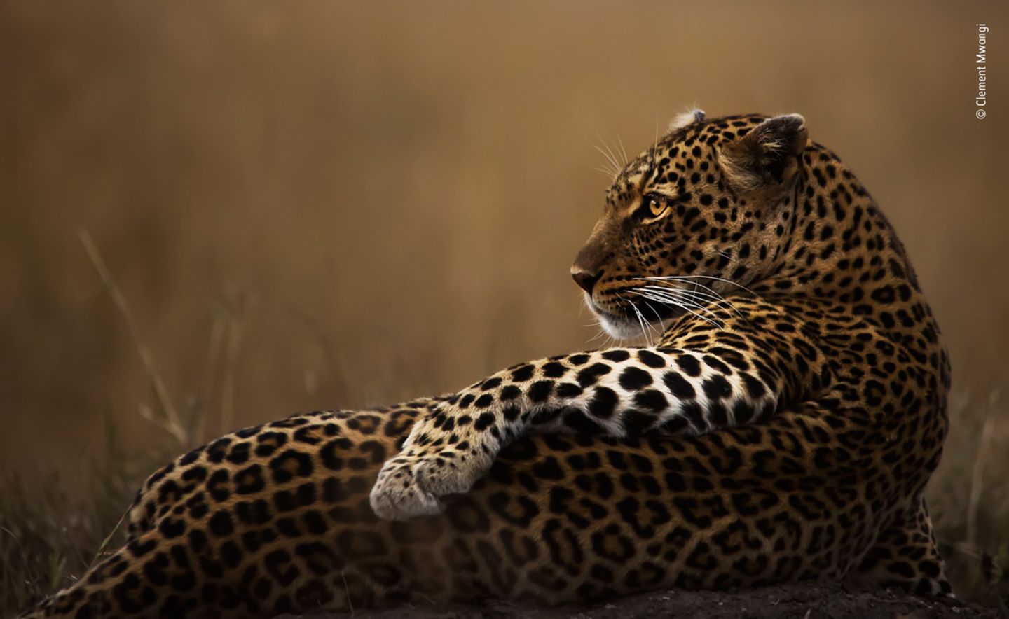 © Clement Mwangi - Wildlife Photographer of the Year