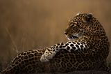 © Clement Mwangi - Wildlife Photographer of the Year