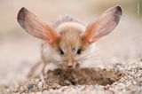 © Valeriy Maleev - Wildlife Photographer of the Year