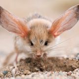 © Valeriy Maleev - Wildlife Photographer of the Year