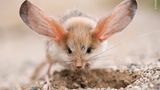 © Valeriy Maleev - Wildlife Photographer of the Year