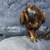 © Audun Rikardsen - Wildlife Photographer of the Year