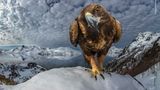 © Audun Rikardsen - Wildlife Photographer of the Year