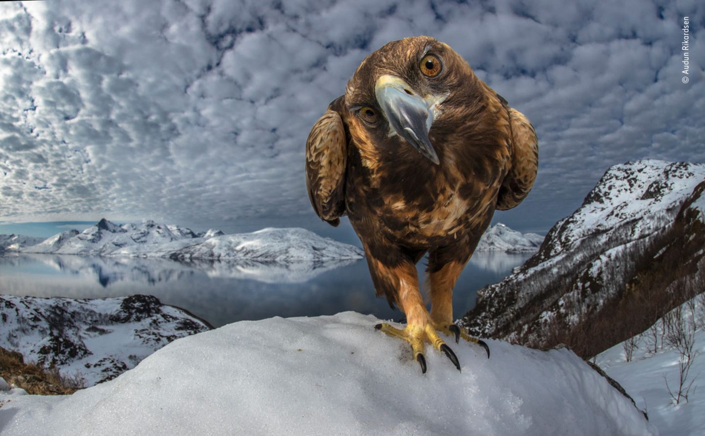 © Audun Rikardsen - Wildlife Photographer of the Year