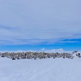 © Yaz Loukhal - Wildlife Photographer of the Year