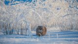 © Valeriy Maleev - Wildlife Photographer of the Year