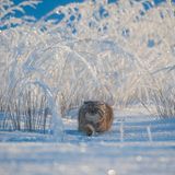 © Valeriy Maleev - Wildlife Photographer of the Year