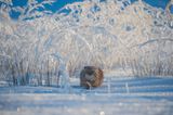 © Valeriy Maleev - Wildlife Photographer of the Year