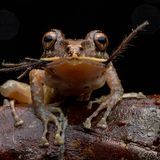 © Lucas Bustamente - Wildlife Photographer of the Year