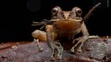 © Lucas Bustamente - Wildlife Photographer of the Year