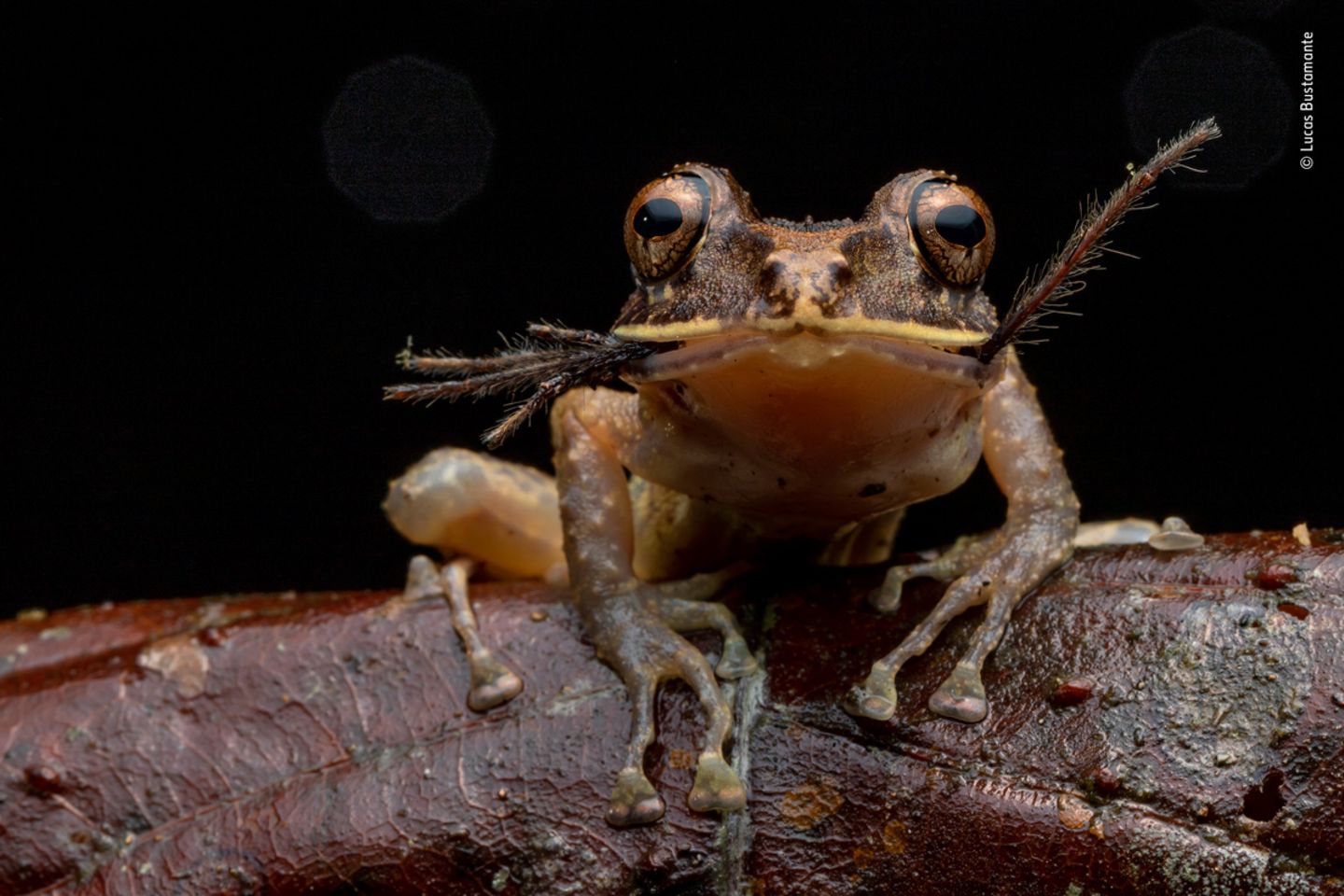 © Lucas Bustamente - Wildlife Photographer of the Year © Lucas Bustamente - Wildlife Photographer of the Year