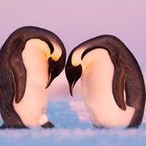 © Stefan Christmann - Wildlife Photographer of the Year