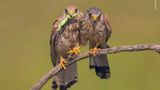 © Marco Valentini - Wildlife Photographer of the Year