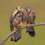 © Marco Valentini - Wildlife Photographer of the Year