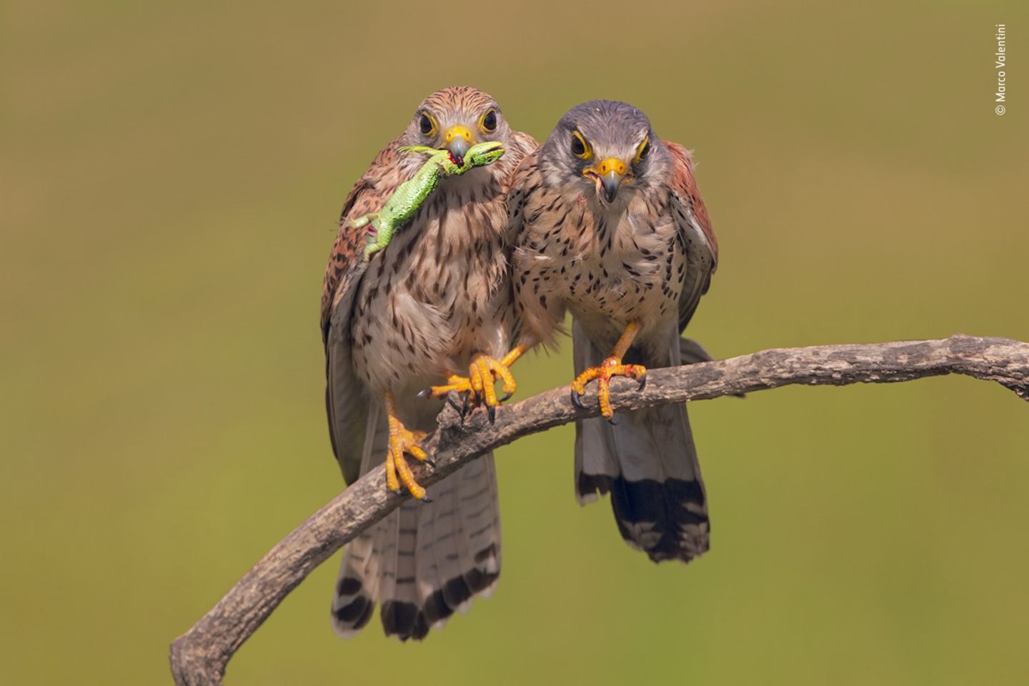 © Marco Valentini - Wildlife Photographer of the Year © Marco Valentini - Wildlife Photographer of the Year