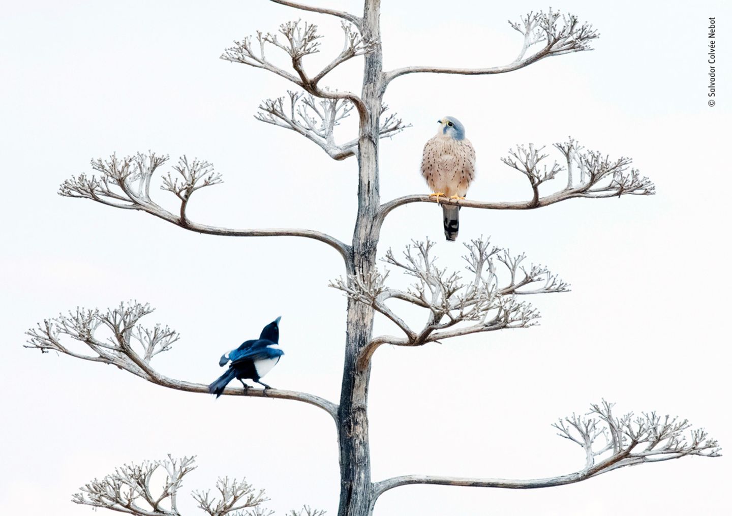 © Salvador Colvée Nebot / Wildlife Photographer of the Year