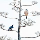 © Salvador Colvée Nebot / Wildlife Photographer of the Year