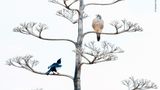 © Salvador Colvée Nebot / Wildlife Photographer of the Year