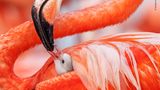 © Claudio Contreras Koob / Wildlife Photographer of the Year