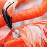 © Claudio Contreras Koob / Wildlife Photographer of the Year