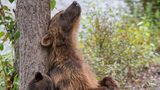 © Marion Volborn - Wildlife Photographer of the Year